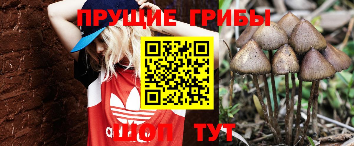 где купить   Вход с VPN  Волгодонск  Галлюциногенные грибы GOLDEN TEACHER  Галлюциногенные грибы Magic Shrooms 